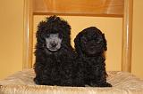 CANICHE TOY 003